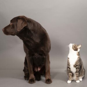 Het is de gebruiker toegestaan het beeldmateriaal, uitsluitend binnen de eigen organisatie van de gebruiker, uitsluitend voor eigen gebruik te gebruiken voor drukwerk, digitale bestanden of software waarin het geleverd beeldmateriaal gebruikt wordt ter ondersteuning van de eigen producten van gebruiker. Dit niet-exclusieve recht tot het gebruik is persoonlijk en niet overdraagbaar aan derden. nIenke-meek-meekspictures-fotograaf-abcoude-fotograaf-ronde-venen-groepsportret-ody-en-lieke